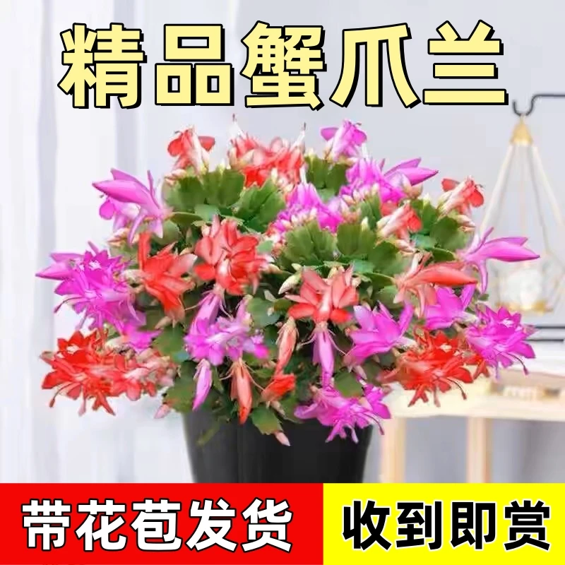 【多色】年宵花卉蟹爪兰花苗盆栽大苗带根室内阳台四季开花带花苞发