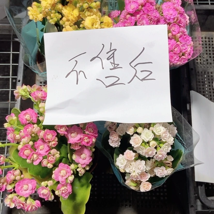 【闪购商品】9cm盆 4颗