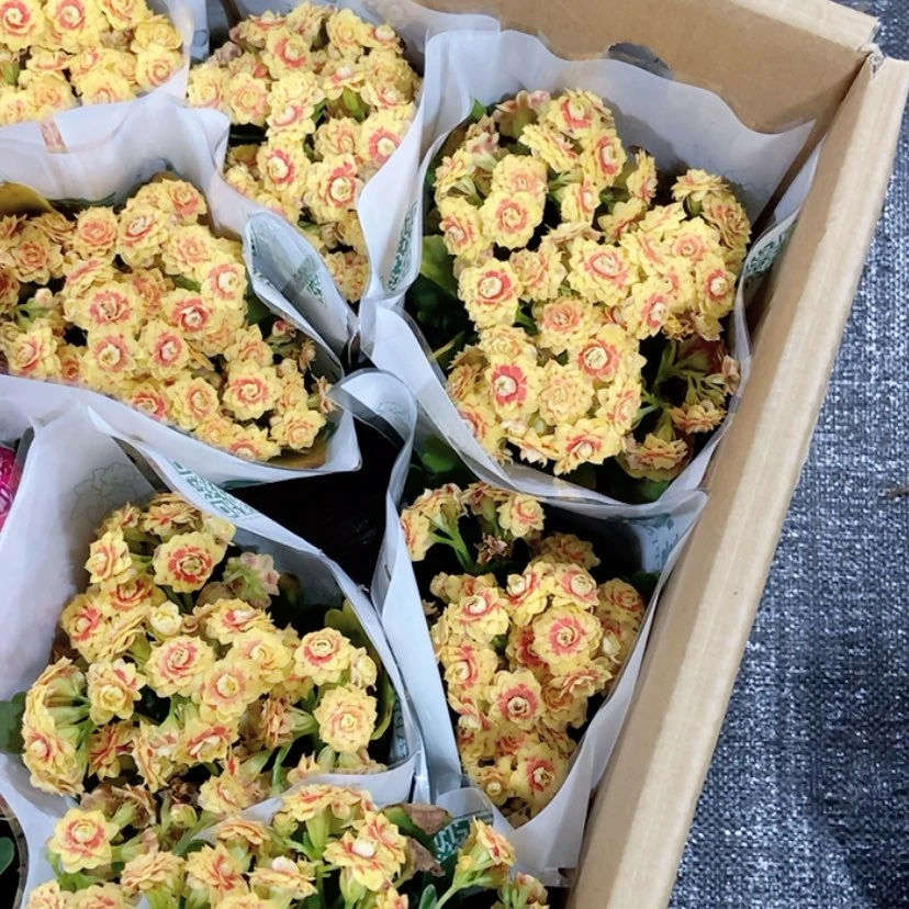 【闪购商品】11cm盆 不售后 洛桑