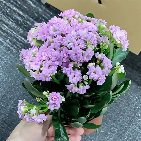 2--浮力 精【梅尔迪斯花11cm盆】