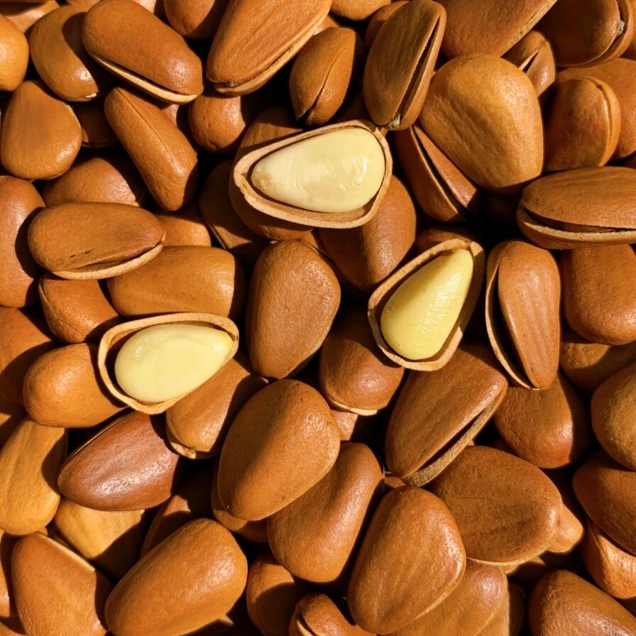 开口大颗粒红松子手剥松子新货包邮土特产