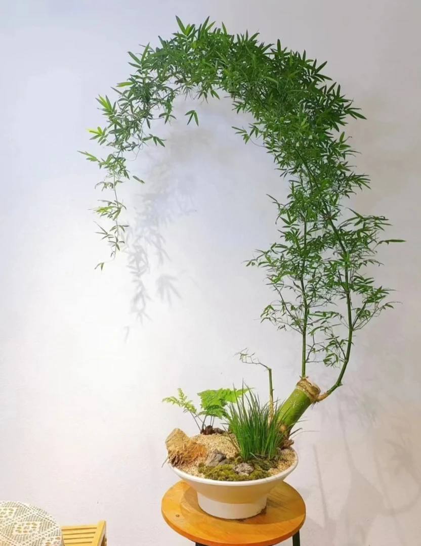 小叶簕竹绿植 南北方室内外易种植四季常青 禅意竹子盆景