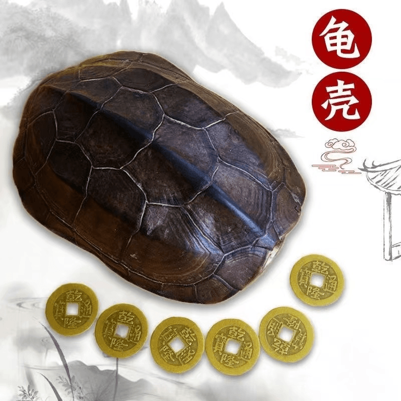 中华草龟壳，可爻，可盘