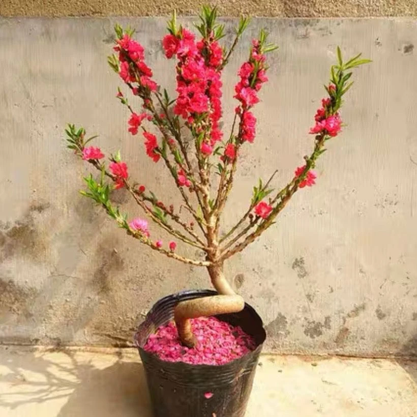 造型桃梅盆景 盆栽地栽南北方种植重瓣大花观赏型花