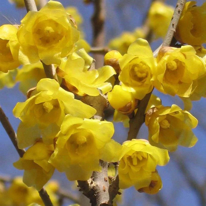 冬季开花浓香素心腊梅盆栽耐寒阳台庭院年宵花冬季花腊梅盆栽