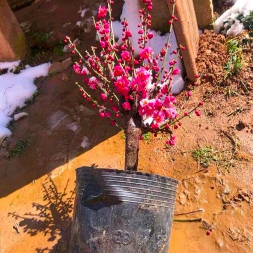 梅花盆景 盆栽地栽树苗室内阳台庭院植物原生骨里红梅耐寒好养