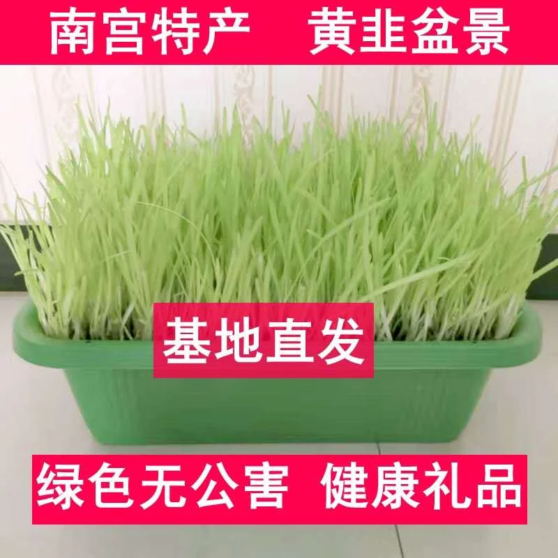 黄韭盆景南宫特产黄韭菜根苗基地直发健康礼品新鲜蔬菜韭菜农产品