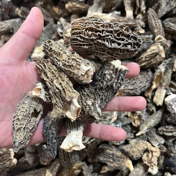 头茬羊肚菌丑菇破损有大有小，品相问题没有品质问题，自家吃没问题