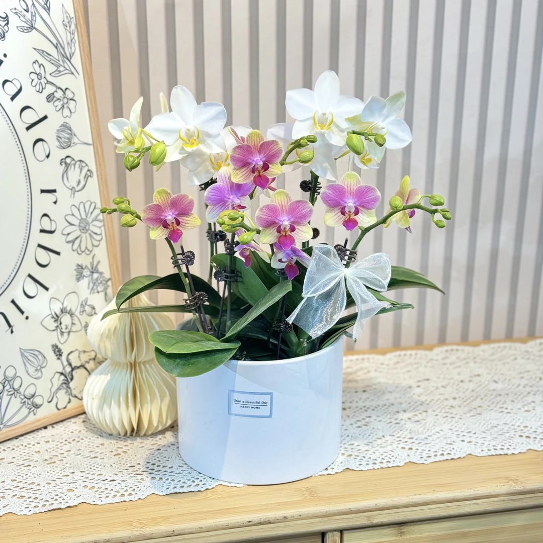 【艺术组盆-挚爱+夏日】蝴蝶兰经典好养新手 室内绿植花卉 送人送礼