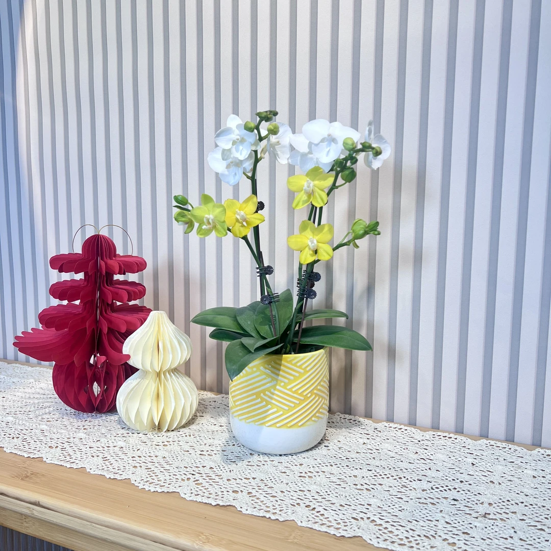 【艺术组盆-吉祥如意+白天鹅】混色搭配蝴蝶兰 室内高端绿植花卉