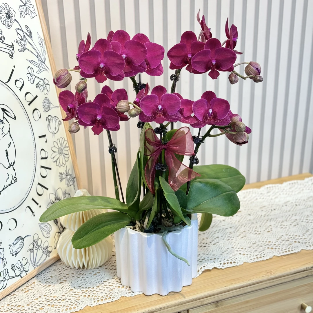 【蒙特勒】蝴蝶兰 安祖品种蜡质花 室内绿植花卉 前台餐桌