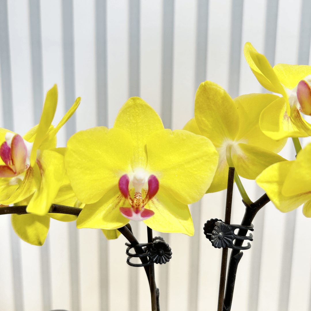 【小黄莺】夏季蝴蝶兰 好养易活 爆花量 室内高端绿植花卉 送人送礼