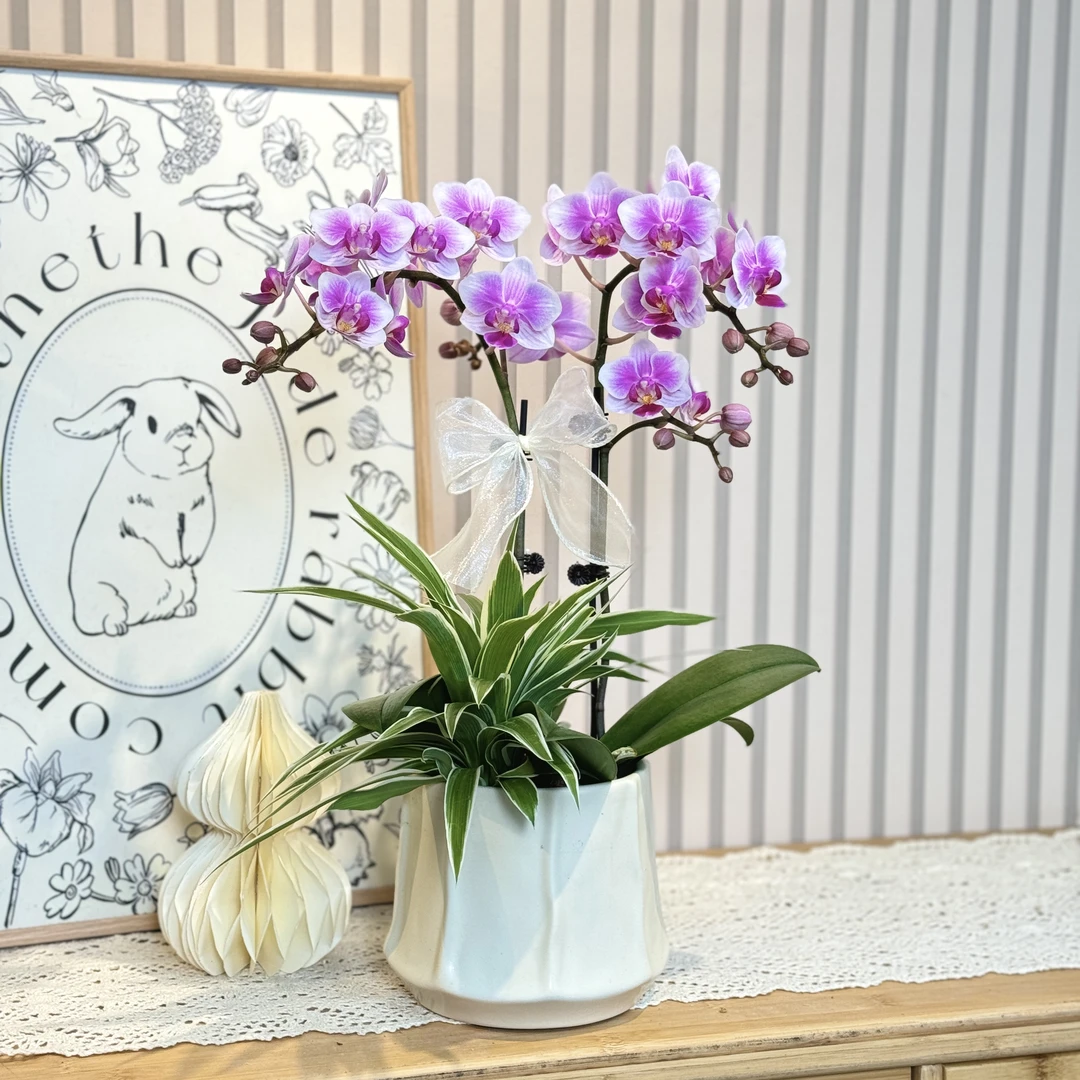 【粉黛】 蝴蝶兰 小花型 白粉色 高端室内绿植花卉 蝴蝶兰艺术组盆