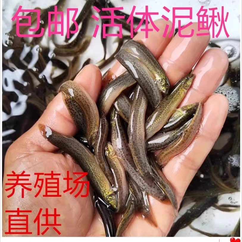 泥鳅活体饲料喂  乌龟 黑鱼 鳜鱼 六角 筏钓海钓路亚活饵饲养