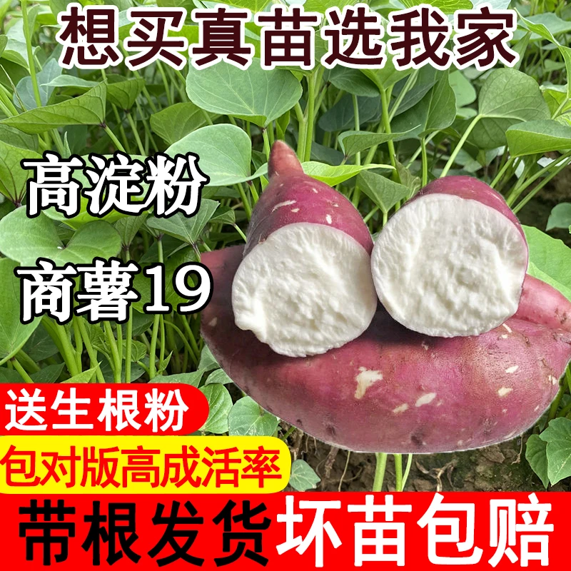 高产淀粉薯苗蜜薯糖心白心板栗薯地瓜苗商薯19红薯苗白心红薯苗秧