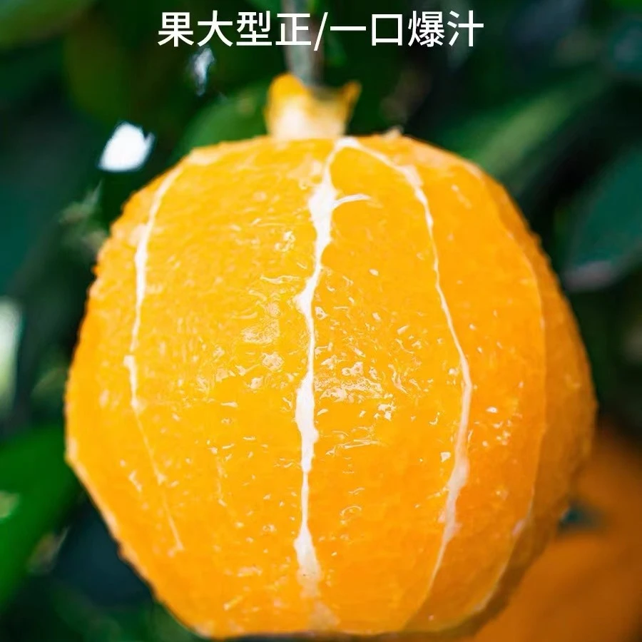 赣南脐橙【1＋鲜】20斤果王园现摘现发95-105mm带箱高品质精品果园