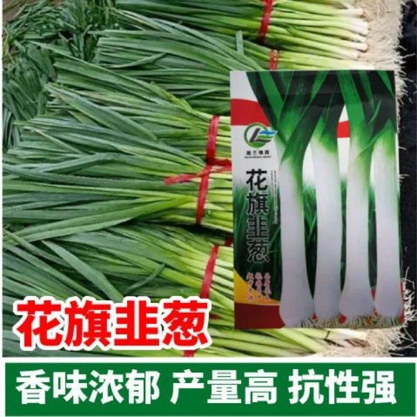 花旗韭葱种子扁叶葱洋蒜苗青蒜耐热抗病四季播农家田园蔬菜种籽孑