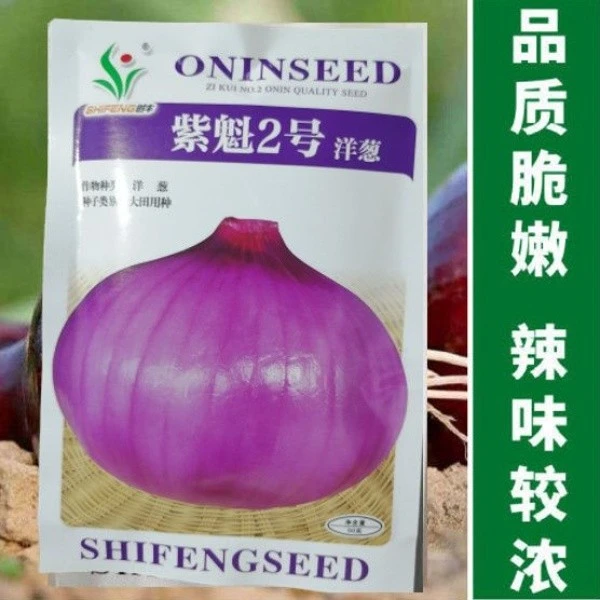 红皮洋葱种籽种籽苗紫红皮高产洋葱圆葱早熟四季蔬菜种子
