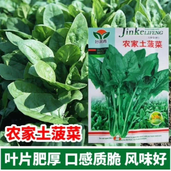 农家土菠菜种子原生态小叶菠菜种子红根土菠菜 四季老品种菠菜籽