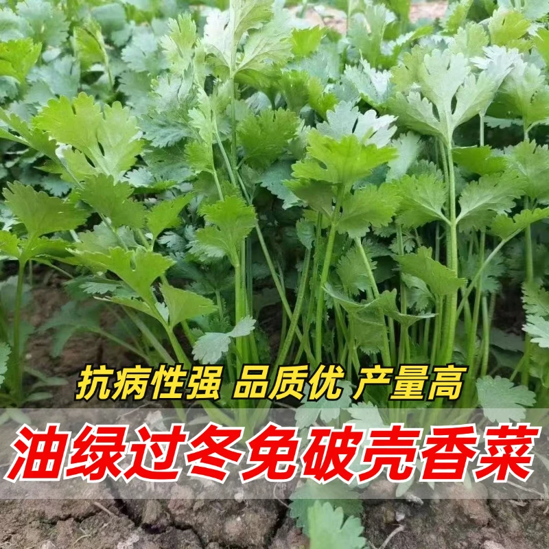 油绿过冬免破壳四季速生香菜种子大叶芫荽种籽农家阳台盆栽蔬菜