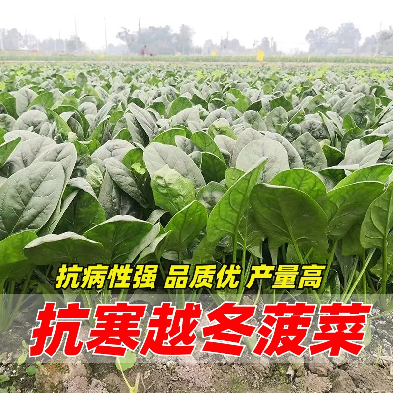抗寒越冬杂交菠菜种子圆叶菠菜种子油绿有光泽秋冬耐寒四季菠菜子