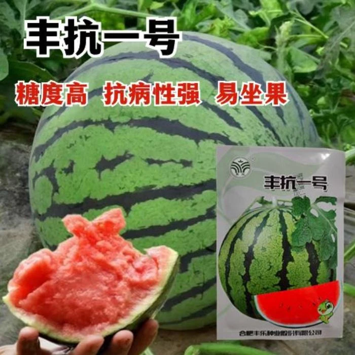 丰抗一号西瓜种子中熟超甜高产基地专用西瓜种子甜度高抗病西瓜籽
