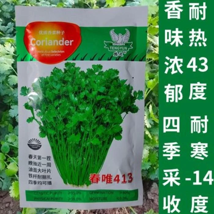 春唯413香菜种子香味浓耐热耐寒抽苔晚香菜籽农田菜地四季播种