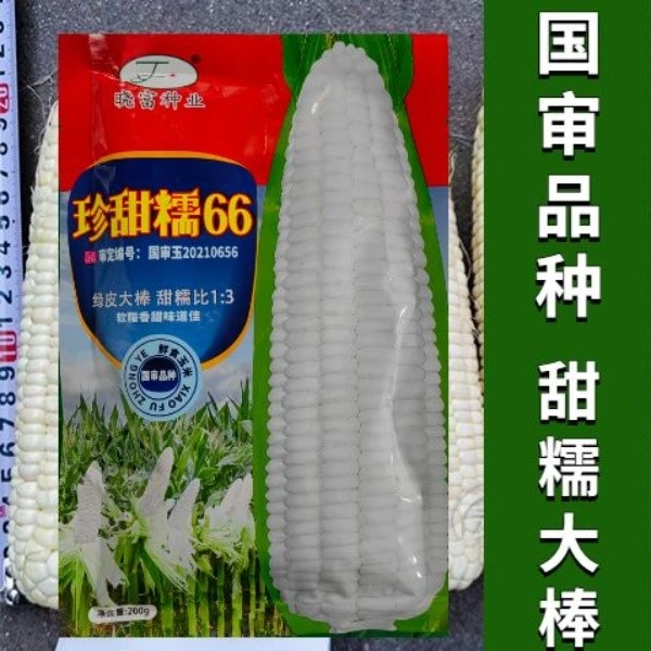 珍甜糯66白糯玉米种子甜糯型 粘糯香甜白色玉米种子营养粘苞米籽