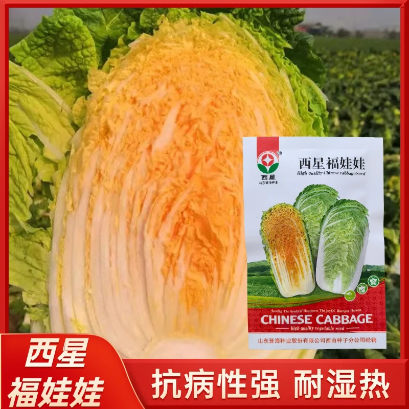 西星福娃娃红心娃娃菜种子红心白菜种孑红芯小白菜种子蔬菜种籽