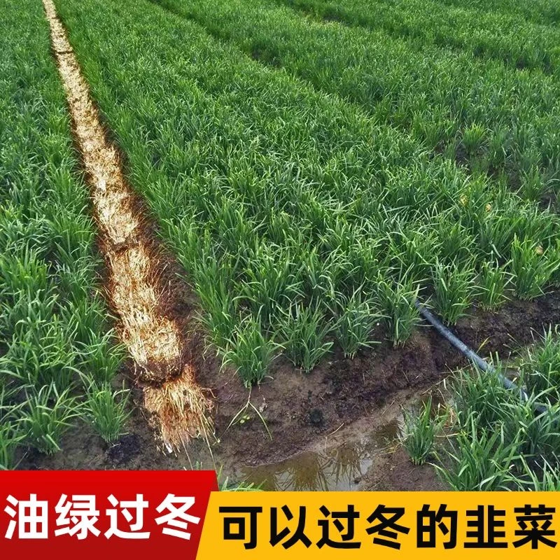油绿过冬韭菜种子高产耐寒韭菜种籽秋冬四季播多次收蔬菜种孑菜籽