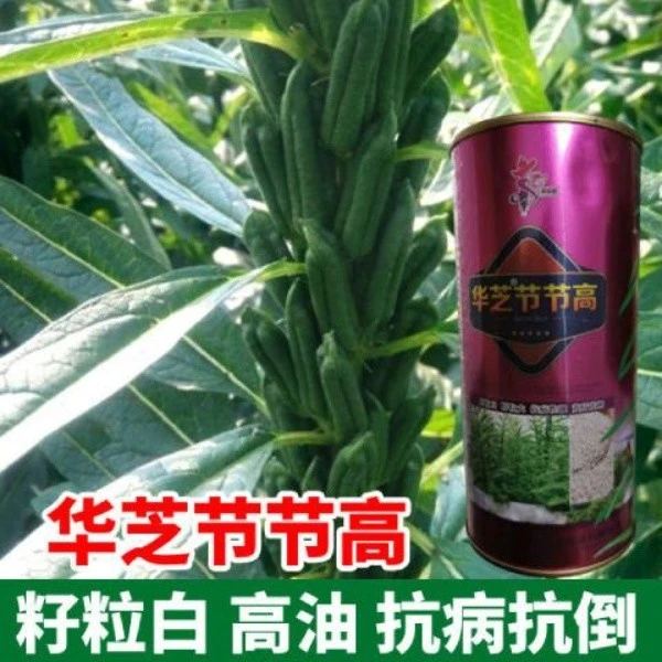 华芝节节高芝麻种子高产白芝麻种籽春季黑芝麻籽四季夏季早熟高产