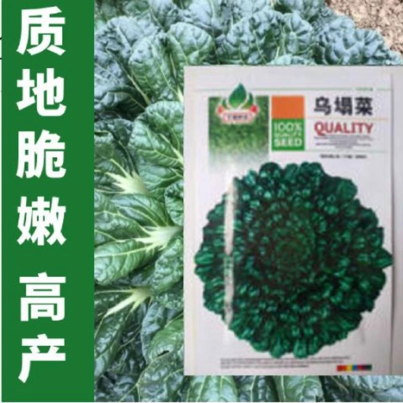 乌塌菜种子 黑心乌塌菜籽 乌心菜种子农家田园四季播蔬菜种子