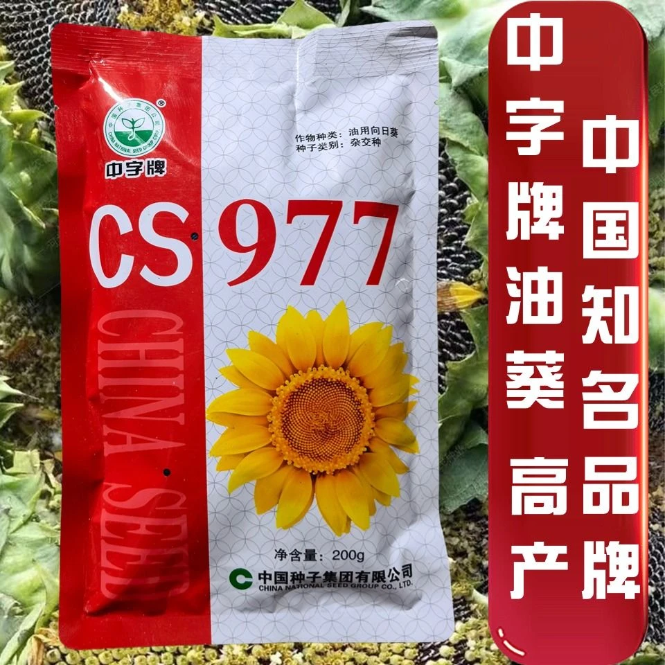 CS977油葵种子向日葵籽食葵种籽高产高油大田基地专用葵花籽种孑