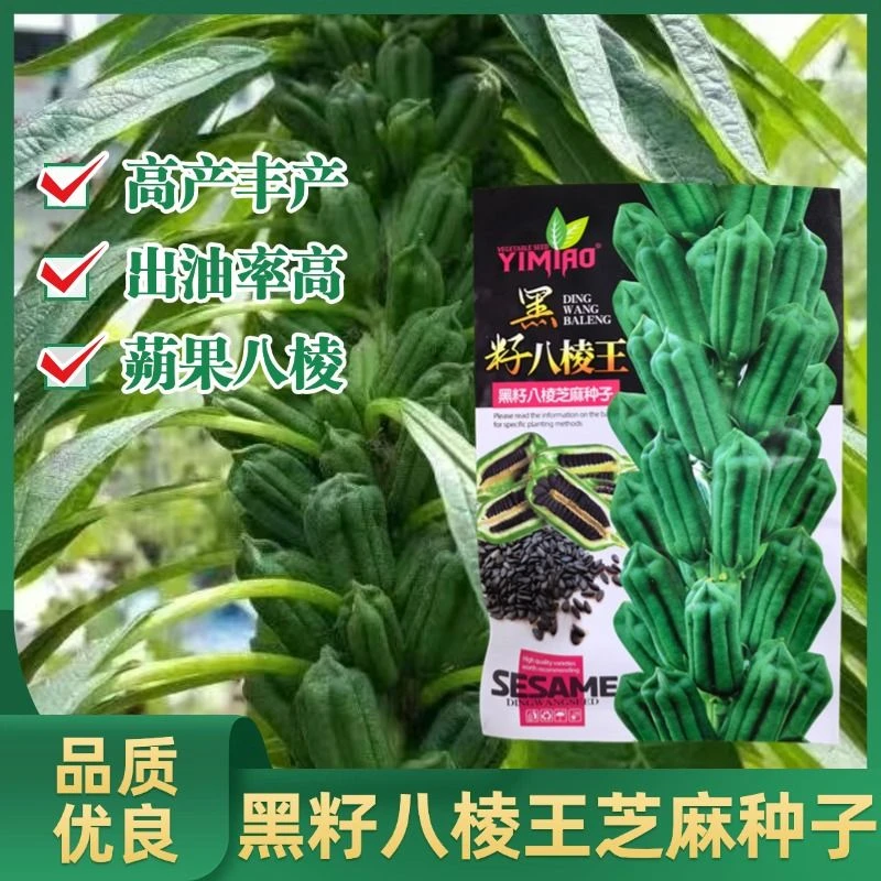 黑芝麻种子正品八棱芝麻种子高产高油蒴果八棱黑芝麻籽优质芝麻籽