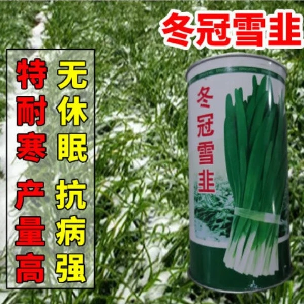 冬冠雪韭韭菜种子高产耐寒韭菜种子秋冬四季播多次收蔬菜种子韭菜