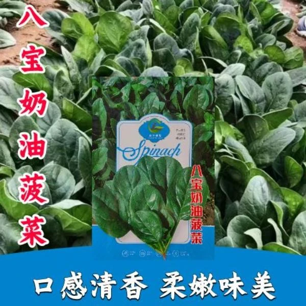 八宝奶油菠菜种子大叶菠菜种籽杂交高产菠菜籽耐寒耐热四季菜种子