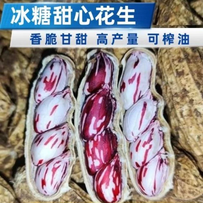 冰糖甜心花生种子可留种子可榨油产量高抗病五彩花生七彩花生种子