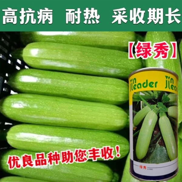绿秀西葫芦种子高抗病耐温高产油亮西胡菜瓜种籽春秋播蔬菜种子