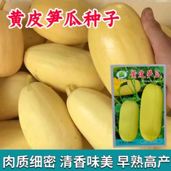 黄皮笋瓜种子老品种好吃包饺子春秋季早熟高产黄笋瓜种子肉质细腻