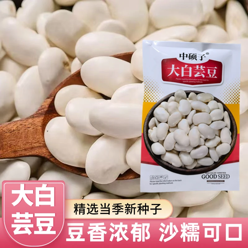 白芸豆种子大白芸豆种子大雪豆籽农家自种大白豆杂粮粗粮大豆新货