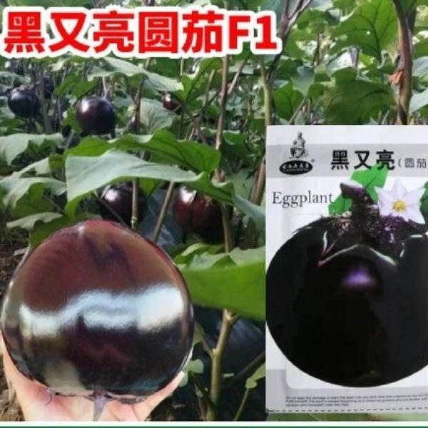 黑又亮圆茄种子高产耐热耐寒黑紫色圆茄孑大田菜院四季茄子种子