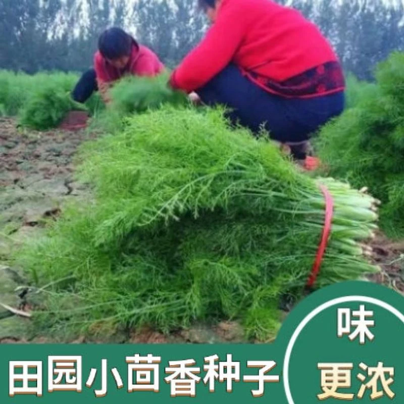 田园小茴香种子割茬茴香种子多次收割香味浓易种植四季播蔬菜种子