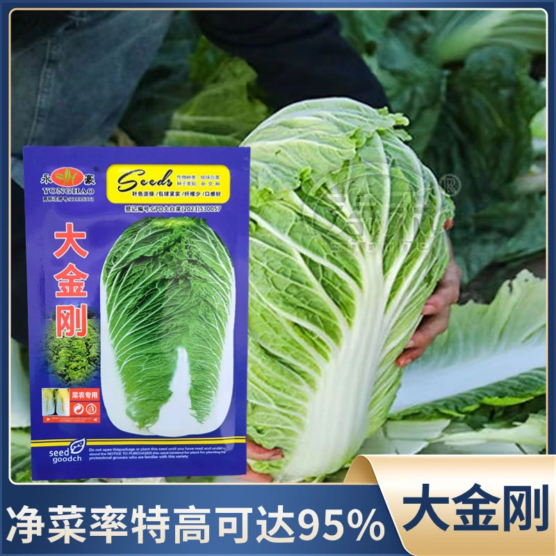 大金刚大白菜种子高产抗病耐贮存净菜率高山东白菜籽四季蔬菜种子