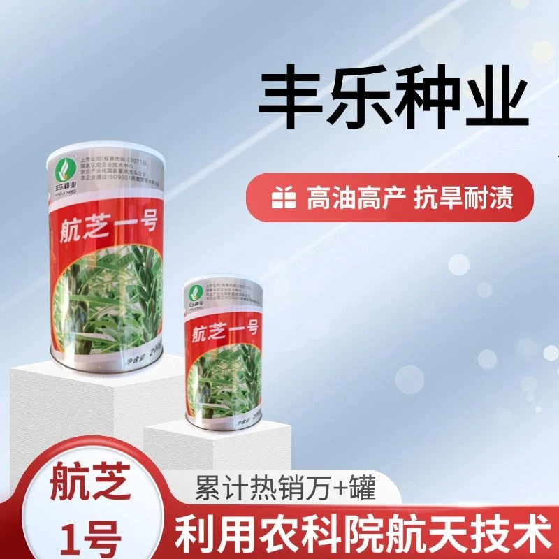 航芝一号芝麻种子高油高产白芝麻种籽利用航天技术培育含油高种子