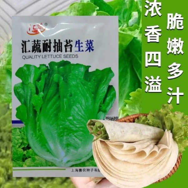 汇蔬耐抽苔生菜种子意大利全年生菜王种子耐抽薹苔高产四季菜种子