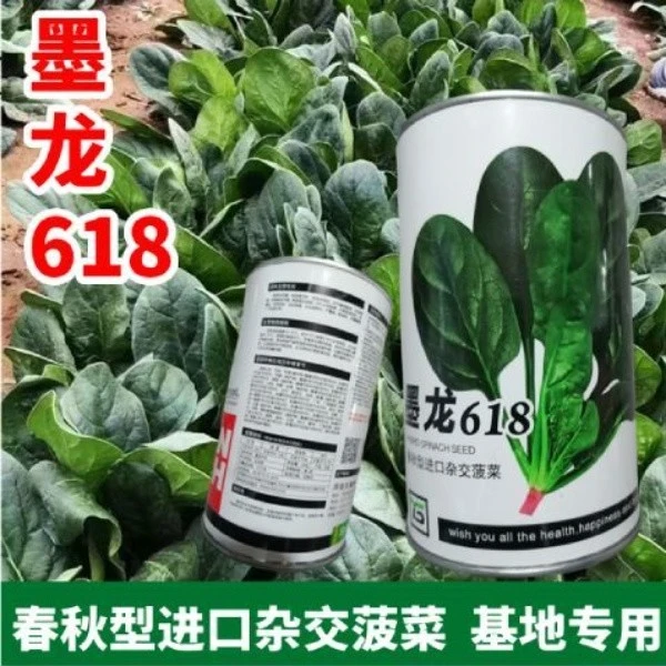 大禹墨龙618进口菠菜种子高产耐抽苔抗病耐热耐寒春秋播菠菜种子