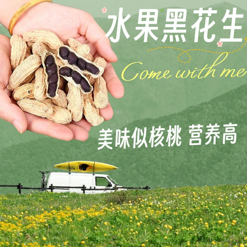 正宗黑花生种子带壳生吃富硒黑花生种子黑皮花生米新货种子籽特产