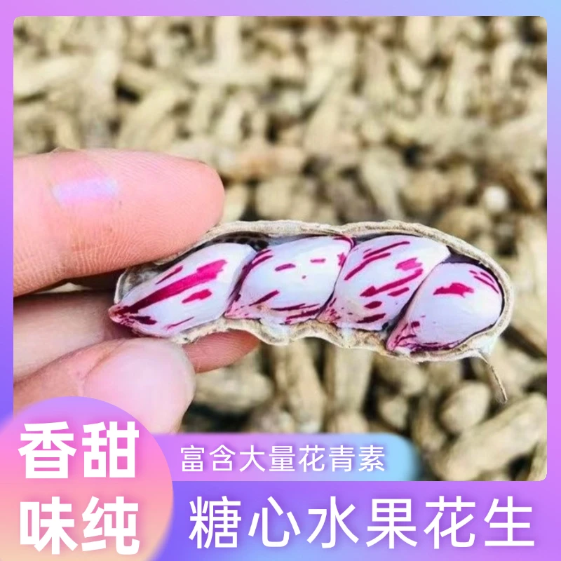 新鲜七彩花生种子水果花生种子牛奶奶油花生五彩花生水果花生种子