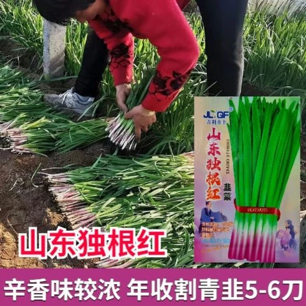 山东独根红韭菜种子宽叶独根红韭菜籽紫根韭菜籽香味浓四季菜种子