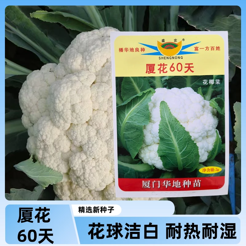 厦美60天花椰菜种子白花菜种子白色椰菜种子菜园庭院四季蔬菜种子